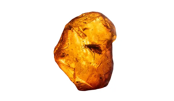 ambra fossilizzata con insetto