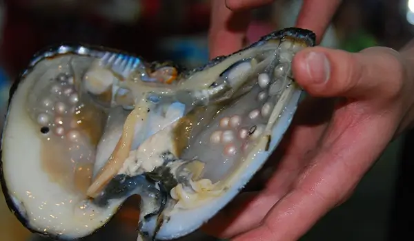 perla ostrica mani 