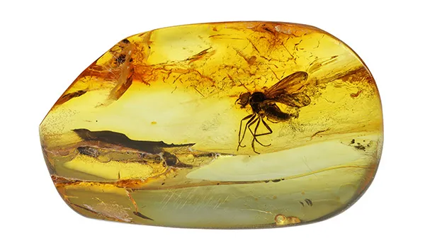 Pietra D'ambra Con Insetto Incorporato - Esemplare Naturale Da Collezione - 2